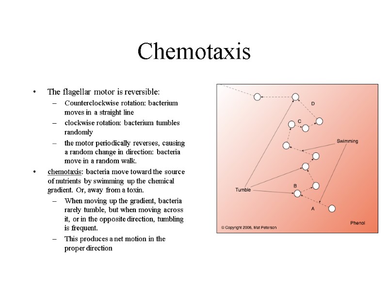 Chemotaxis The flagellar motor is reversible: Counterclockwise rotation: bacterium moves in a straight line